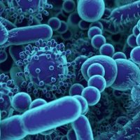 bacterias
